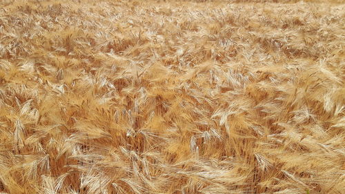 Full frame shot of corn field