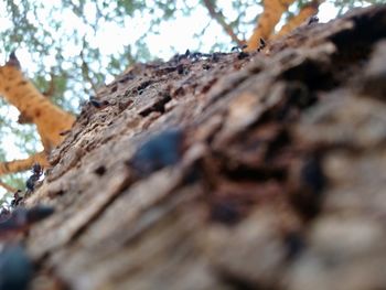 Low angle view of wood on tree trunk