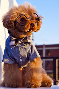 Brown poodle with dog suit and eyeglasses sitting on wall