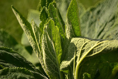 Close-up of fresh green leaves