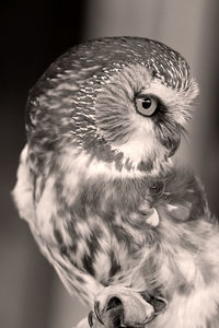 Close-up portrait of owl
