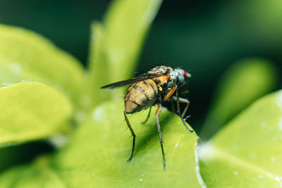 Rear view closeup details of a fly standing on a leaf