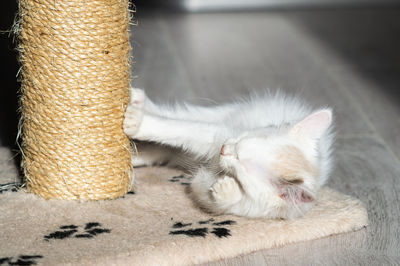 Close-up of cat sleeping