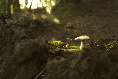 Close-up of mushroom in forest