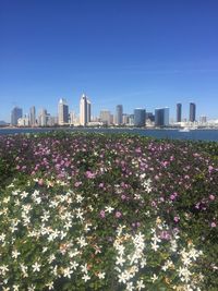 Flowers growing in city against clear sky
