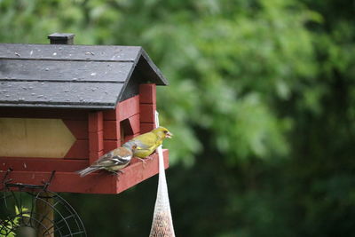 Bird perching on birdhouse against blurred background