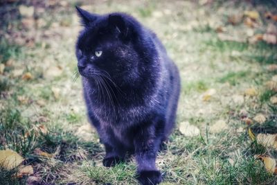 Portrait of a black cat on field
