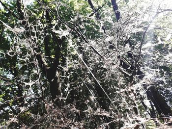 Close-up of spider web on tree trunk in forest