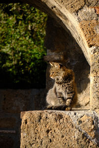 Cat sitting on rock