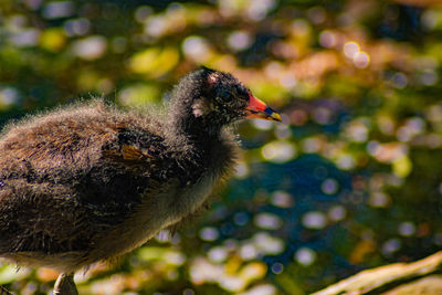 Close-up of a bird perching outdoors