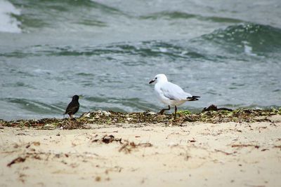 Seagull perching on beach