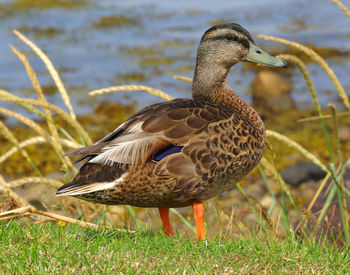 Close-up of mallard duck on field by lake