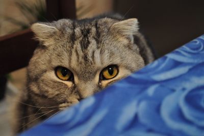 Close-up portrait of cat on bed