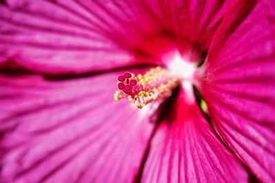 Full frame shot of pink flowering plant