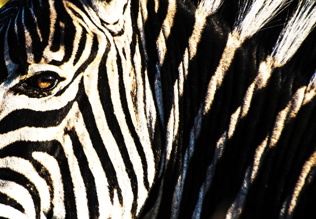 CLOSE-UP OF ZEBRA