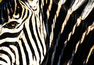 Full frame shot of a zebra