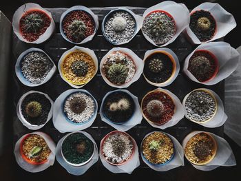 Directly above shot of succulent plants of table