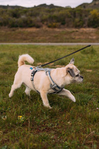 Full length of a dog on field