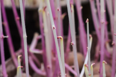 Potato sprouts close up.