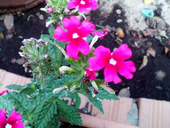 Close-up of pink flowers blooming outdoors