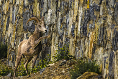Side view of deer on rock
