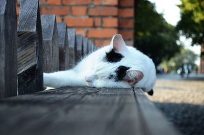 Cat sleeping on wooden bench