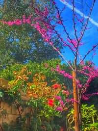 Low angle view of pink flowers blooming on tree