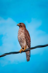 Low angle view of hawk perching on cable against blue sky