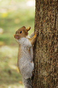 Close-up of squirrel on tree trunk