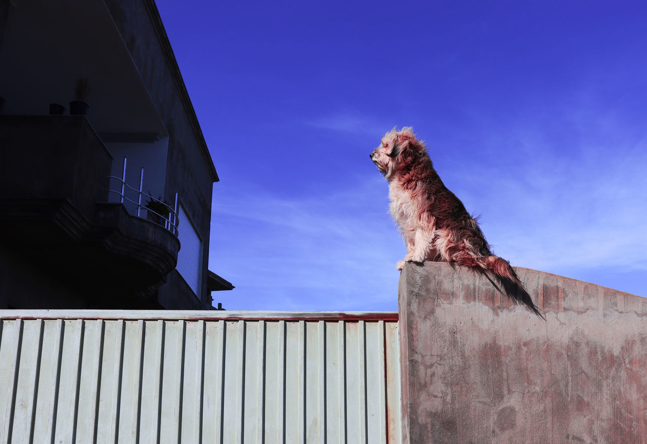 blue, architecture, animal, animal themes, one animal, built structure, sky, building exterior, wall, no people, nature, mammal, low angle view, domestic animals, pet, animal wildlife, wildlife, day, building, wall - building feature, bird, dog, outdoors, roof