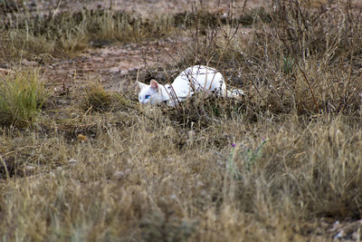 View of dog on field