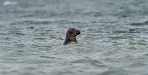 Harbour seals phoca vitulina  on the swedish west coast.