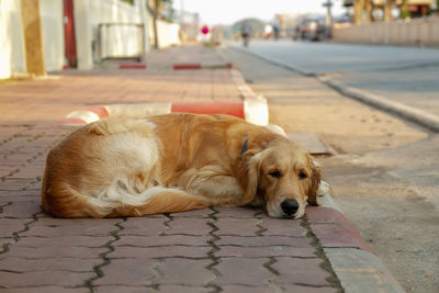 Dog relaxing on street