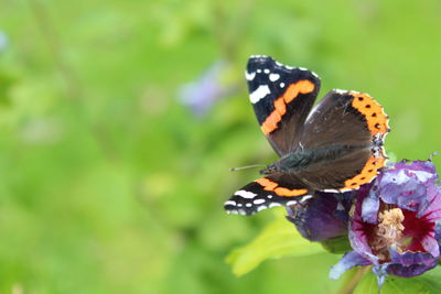 Close-up of butterfly pollinating on flower