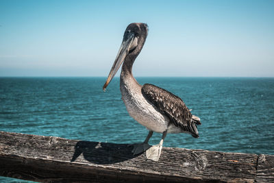 Seagull perching on wood against sea