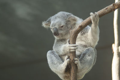 Koala on tree