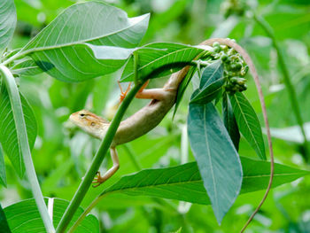 Close-up of insect on plant