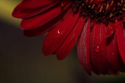 Close-up of red rose flower