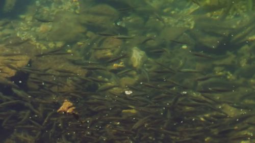 Full frame shot of water surface