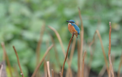 Close-up of bird perching on plant