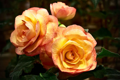 Close-up of rose flower