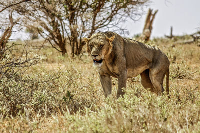 Lioness on grassy field