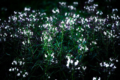 Close-up of white flowering plants on field