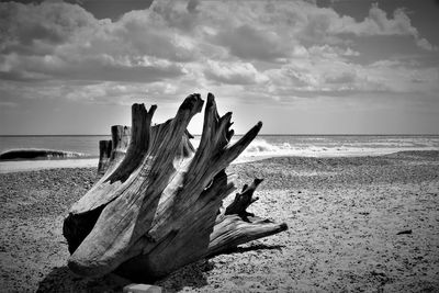 Driftwood on beach against sky