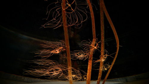 Illuminated lights at night