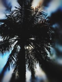 Low angle view of palm tree against sky