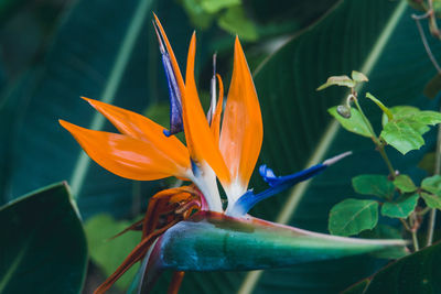 Close-up of orange flowering plant