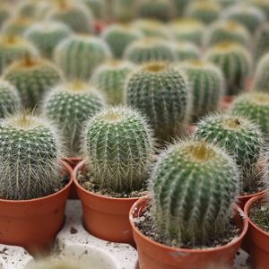 Close-up of cactus growing on field