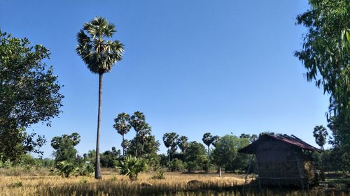 Palm trees on field against clear blue sky