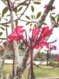 Close-up of red flower blooming outdoors